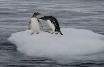 Видеохит: Пингвины не поделили кусок льда