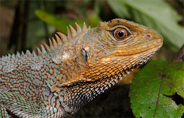 В Южной Америке обнаружили новый драконоподобный вид ящериц