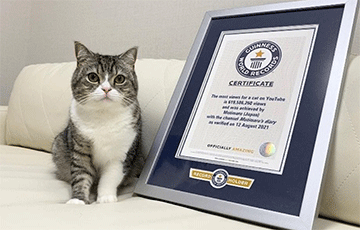 Японскі кот трапіў у Кнігу Гінэса паводле колькасці праглядаў на YouTube
