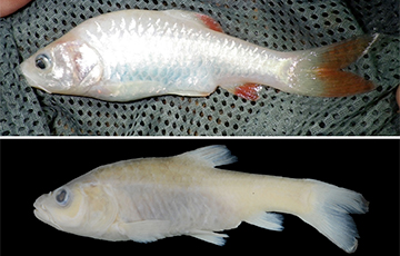 На Филиппинах нашли новый вид пещерных рыб