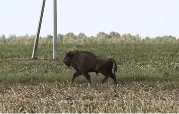 Фотофакт: В Беларуси зубр гуляет по убранному кукурузному полю