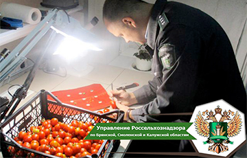 Rosselkhoznadzor: Tomatoes from Belarus Are Infected with a Mustached Insect