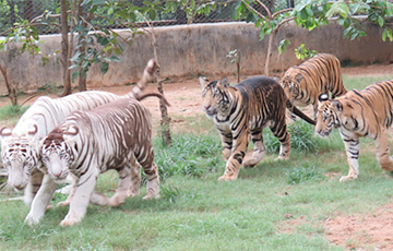 Раскрыта тайна черных тигров из биологического парка Нанкандан