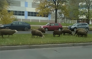 В Минске отара овец паслась на проезжей части