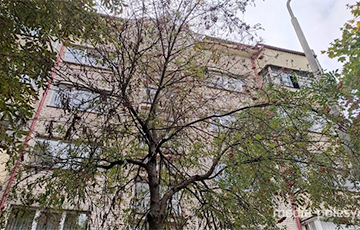 Гусеницы облепили дом в центре Лунинца и территорию вокруг