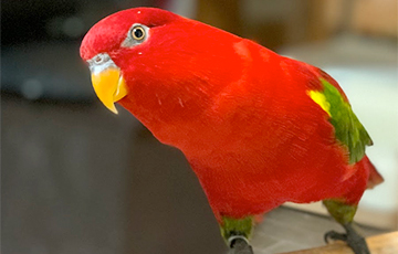 Красный попугай из Японии стал настоящей звездой Сети: видео