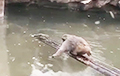 Видеохит: Чтобы переплыть водоем, умная обезьяна воспользовалась необычной лодкой