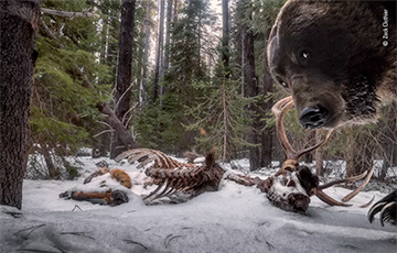 Американский фотограф запечатлел встречу голодного медведя гризли и камеры