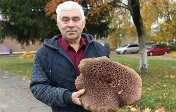 Жители Лиды нашли в лесу рекордно большой гриб «медвежье ухо»