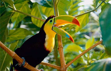 Птицы Амазонки ускорили эволюцию