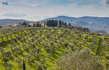 Власти Флоренции начали бесплатно раздавать оливковые рощи