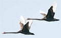 Lukashenka Has Brought Swarms of “Black Swans” Upon Himself