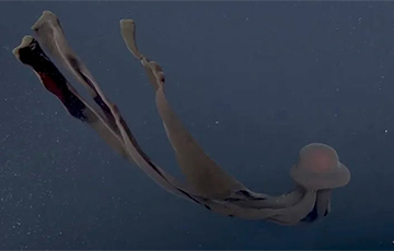 Ученые сняли на видео гигантскую глубоководную «призрачную медузу»