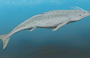 Жители США передали ученым скелет доисторического кита