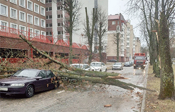Ветер валит деревья, сносит крыши и сбивает с ног людей в Минске