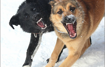 В Астраханской области бездомные собаки загрызли очередного россиянина