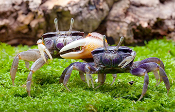 Ученые: В битвах животных часто побеждают шулеры