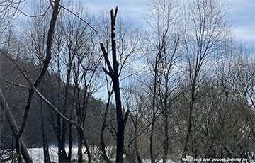 Загадка из белорусского леса: бобры научились лазить по деревьям?