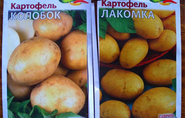 В Армении обвинили Беларусь в подделке картофельных семян