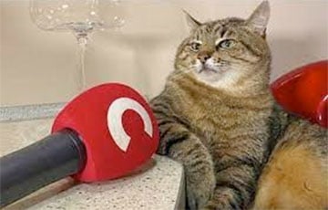 Звездный кот Степан смог выбраться из Харькова