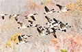Scientists Have Revealed How Geese Choose Leaders