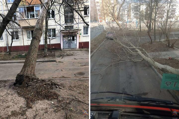 Последствия сильного. Упавшее дерево. Сильные порывы ветра. Полу упавшее дерево. Дерево упало на провода.