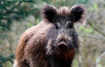 Кабан напалохаў расійскага акупанта, калі той пралезаў у газаправодзе пад Купянскам