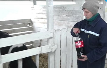 Больных телят на шкловской ферме перевели с Coca-Cola на «Бела-Колу»