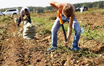 Экономист: Работников белорусских предприятий отправят лопатами копать картошку