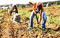 Экономист: Работников белорусских предприятий отправят лопатами копать картошку