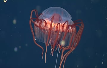 Ученые нашли медузу, похожую на красную летающую тарелку