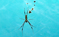 Ученые обнаружили паука, который может находиться под водой более получаса