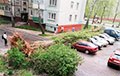В Гомелe большое дерево упало сразу на семь авто