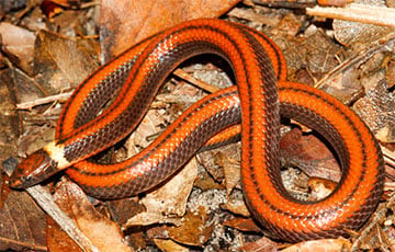Житель Парагвая копал яму на ранчо и нашел в ней новый вид змей