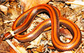 Житель Парагвая копал яму на ранчо и нашел в ней новый вид змей