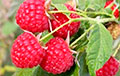 Чем белорусам подкормить ягодные кустарники в мае и зачем подрезать малину