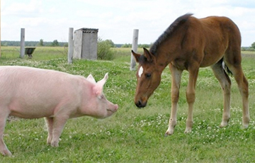 Ученые рассказали, как лошади и свиньи воспринимают голос человека