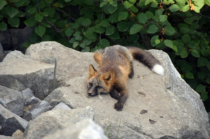 Fox example