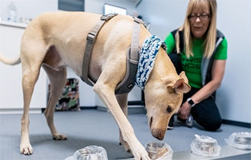 Ученые: Собаки обнаруживают COVID эффективнее тестов на антиген