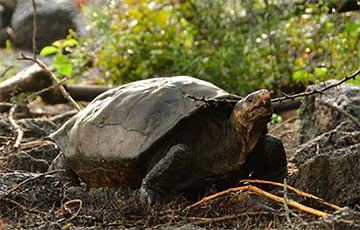 На Галапагосах нашли черепаху «исчезнувшего» вида