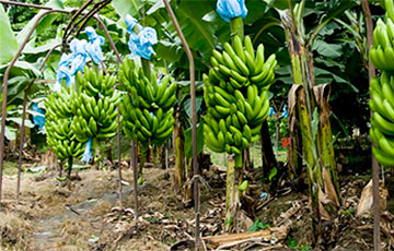 «Можно и бананы, и ананасы в Беларуси выращивать, но будет ли это рентабельно?»