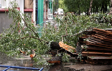 Сильный ветер в Минске повалил деревья