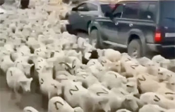 В Дагестане власти опубликовали видео овец с буквой Z