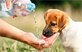 Белорусский ветеринар рассказала, как помочь пережить жару домашним животным