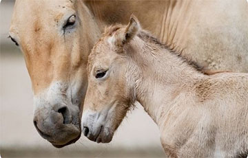 Жеребенок лошади Пржевальского родился в английском зоопарке