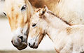 Жеребенок лошади Пржевальского родился в английском зоопарке
