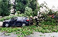 В центре Бобруйска дерево упало на автомобиль, в котором была женщина-водитель