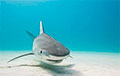 На курорте в Хургаде акула напала на туристку из Австрии