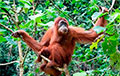 Орангутан покурил выброшенную сигарету в зоопарке Вьетнама