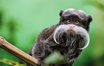 Растут ли усы и борода у обезьян?